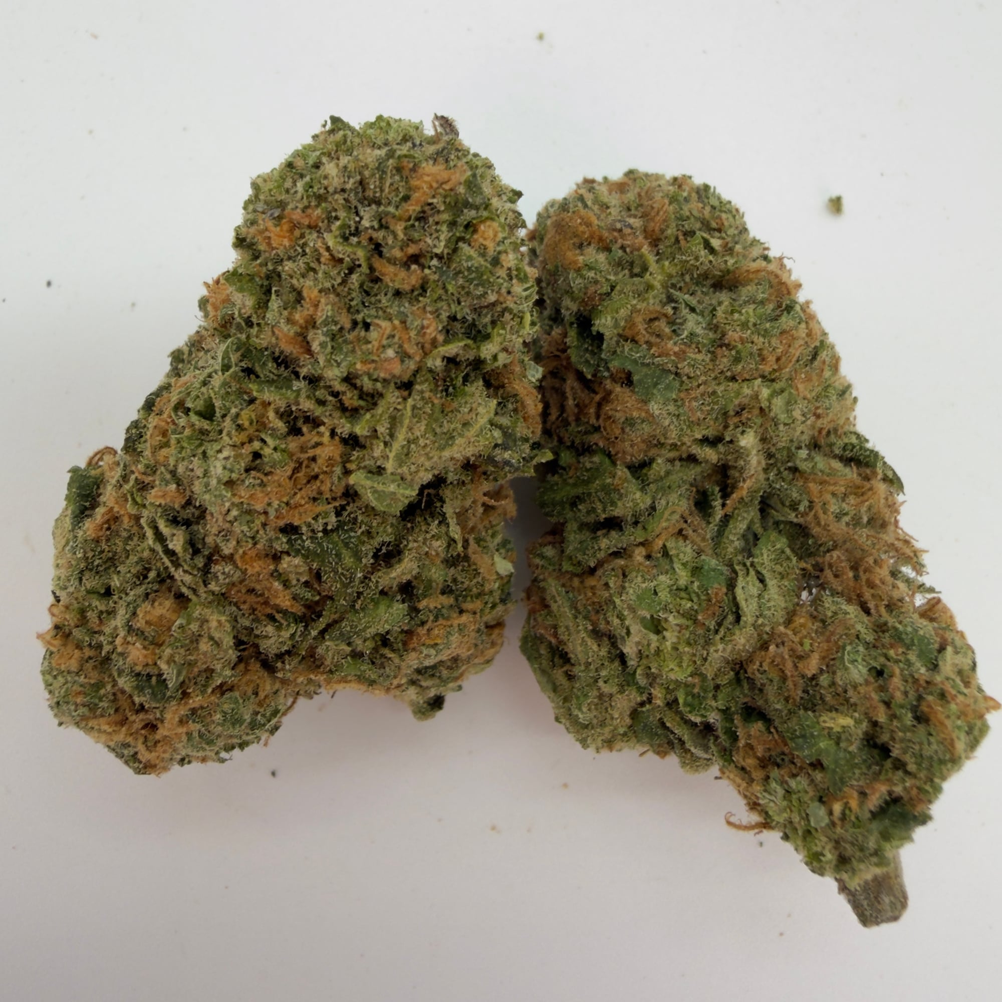 Jack Black — view 2