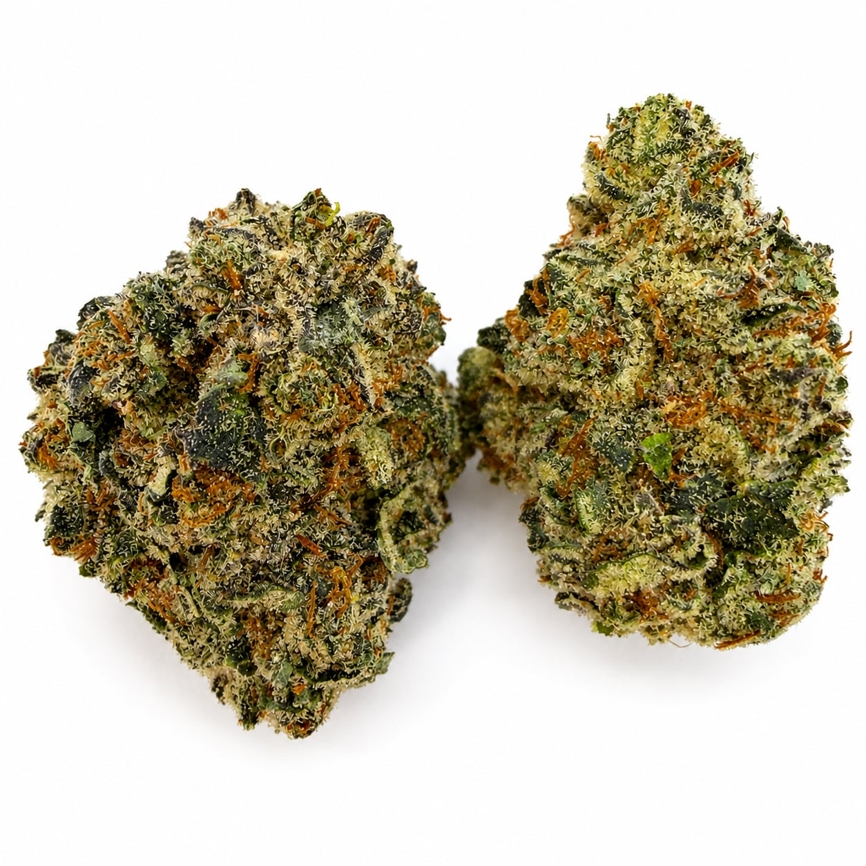 Mimosa
