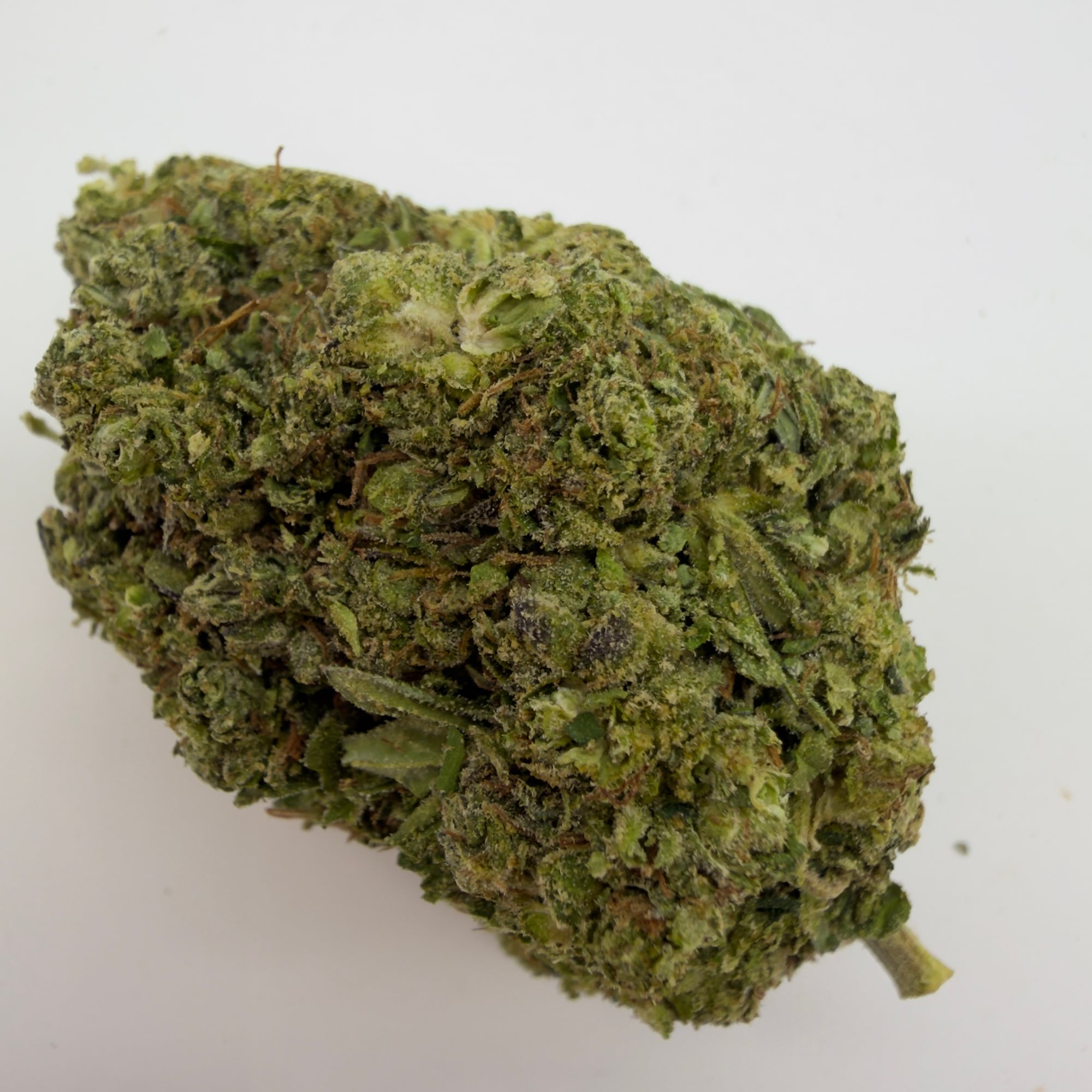 Truffle — view 2